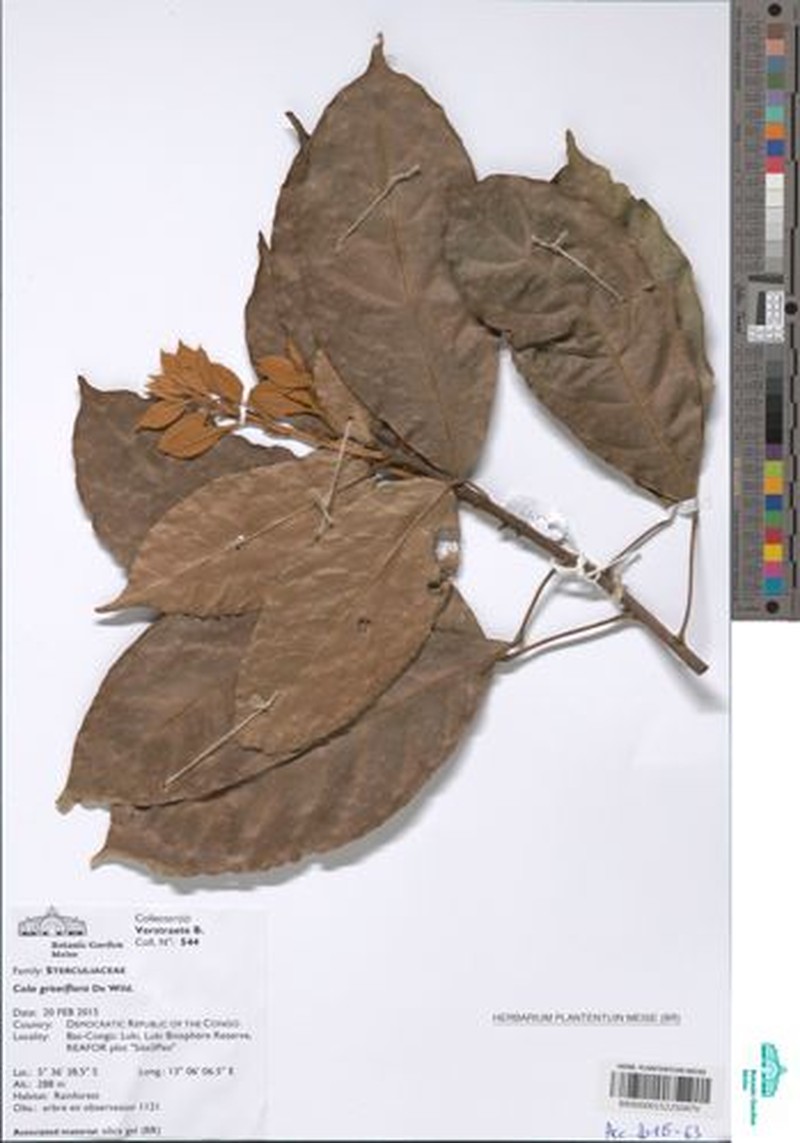 Octolobus spectabilis photo 2
