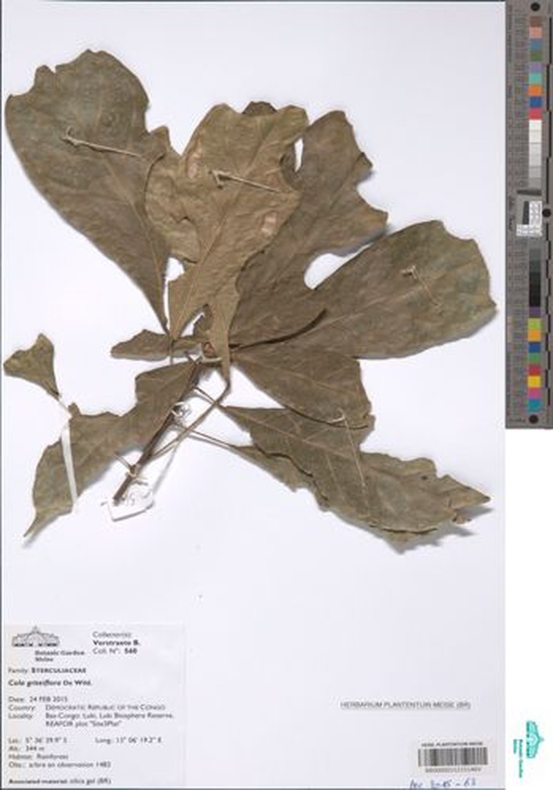 Octolobus spectabilis photo 3