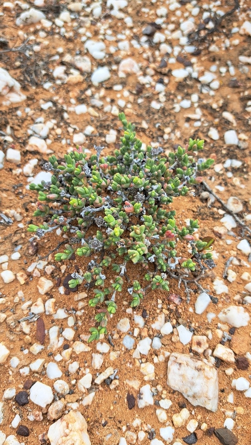 Octopoma nanum photo 3