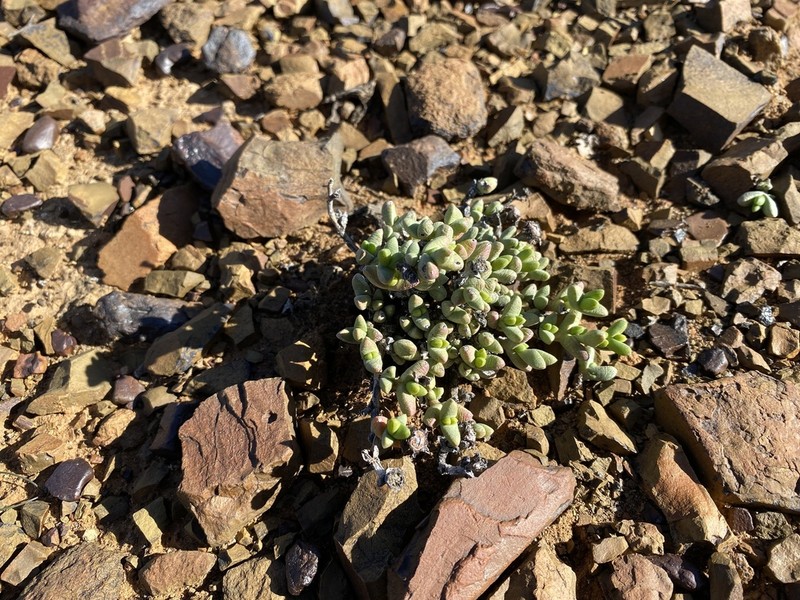 Octopoma nanum photo 6