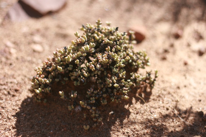 Octopoma nanum photo 8