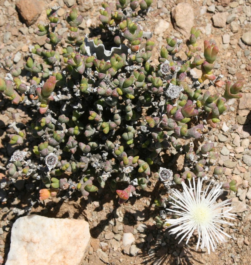 Octopoma octojuge photo 8