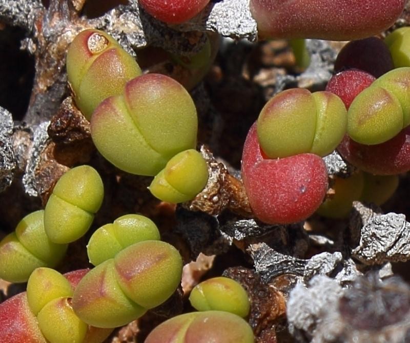 Octopoma quadrisepalum photo 2