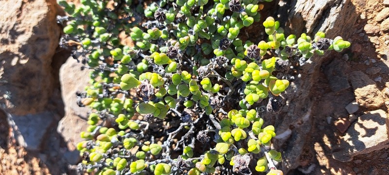 Octopoma quadrisepalum photo 3
