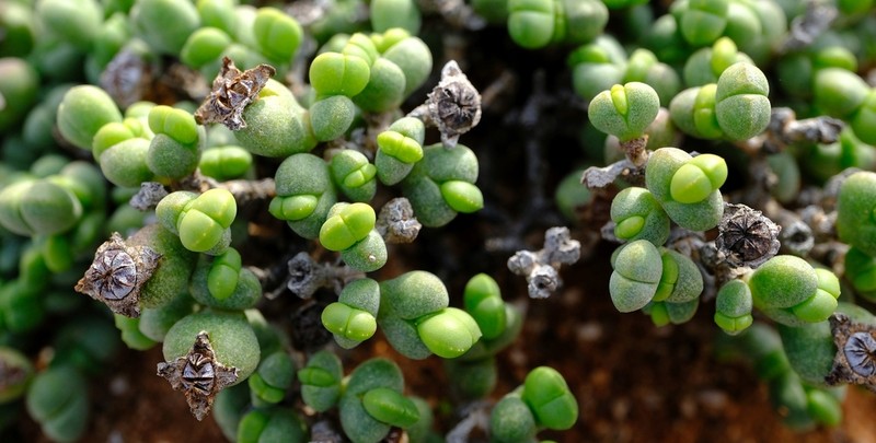 Octopoma quadrisepalum photo 4