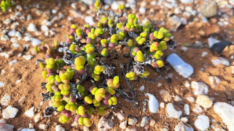 Octopoma quadrisepalum photo 5