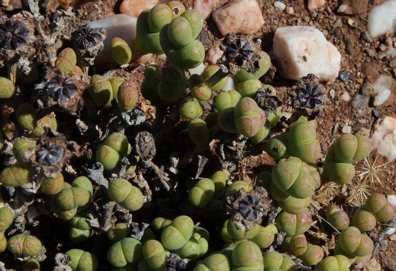Octopoma quadrisepalum photo 6