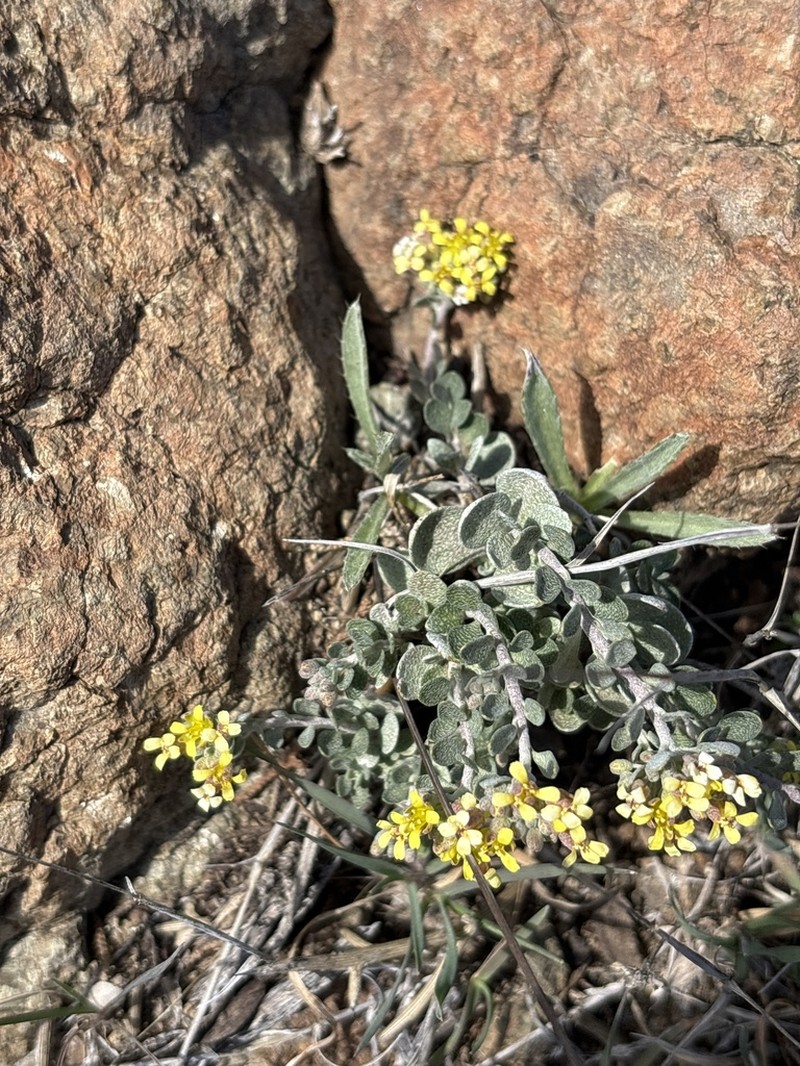Odontarrhena akamasica