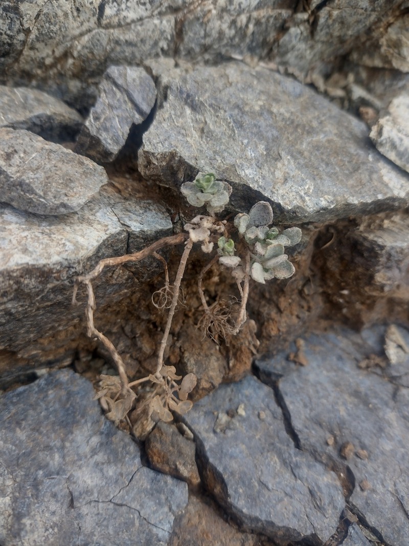 Odontarrhena akamasica photo 2