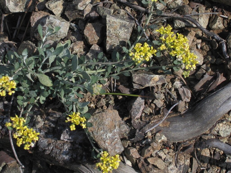 Odontarrhena akamasica photo 3