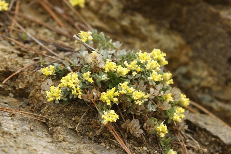 Odontarrhena akamasica photo 4