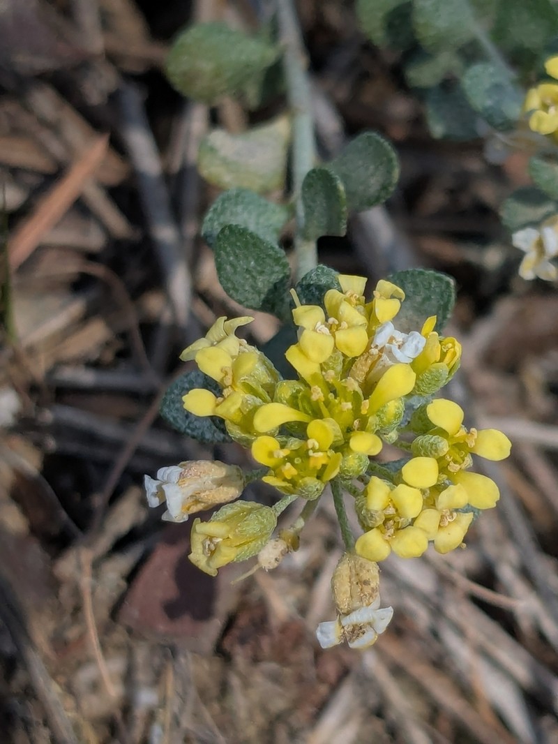 Odontarrhena akamasica photo 5
