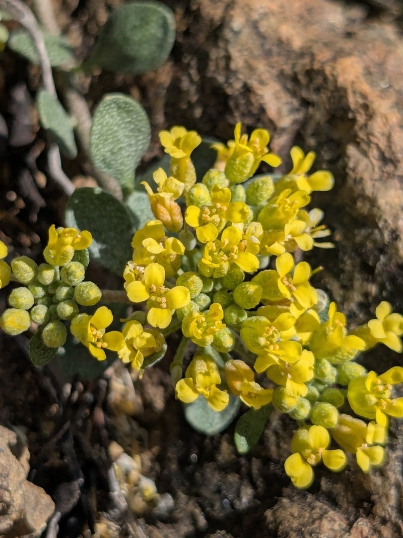 Odontarrhena akamasica photo 6