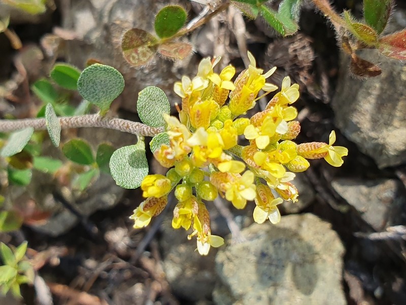 Odontarrhena akamasica photo 7