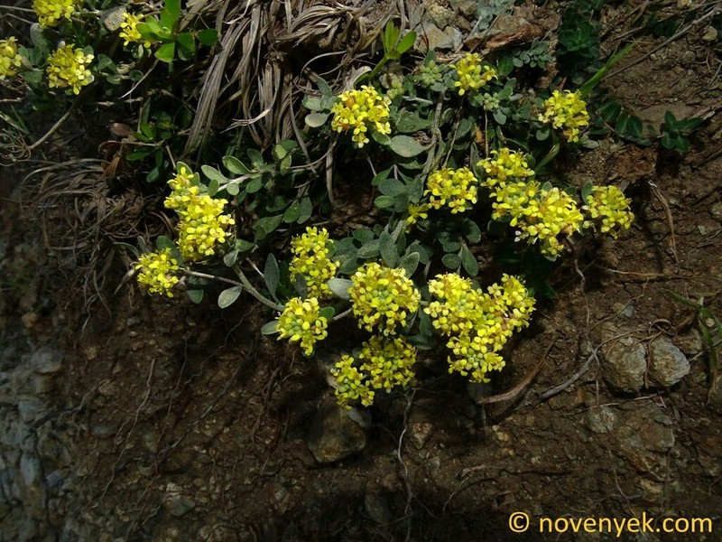 Odontarrhena akamasica photo 8