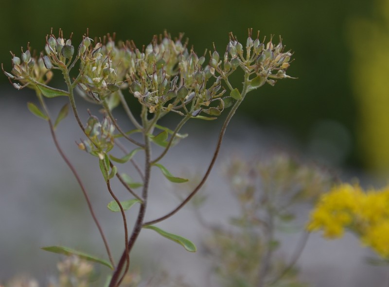 Odontarrhena albiflora
