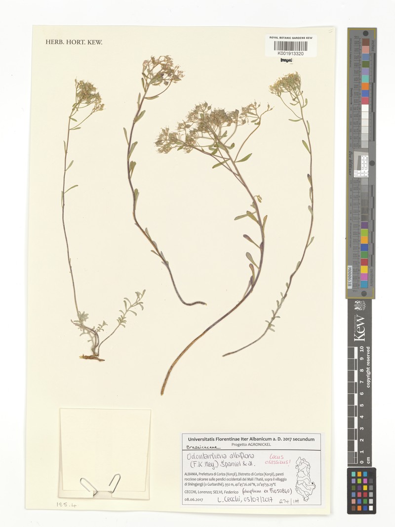 Odontarrhena albiflora photo 2