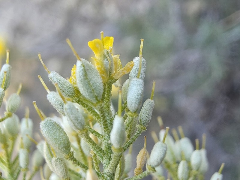 Odontarrhena anatolica