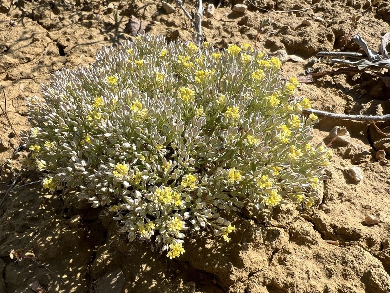 Odontarrhena anatolica photo 2