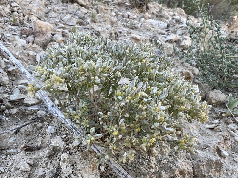 Odontarrhena anatolica photo 3