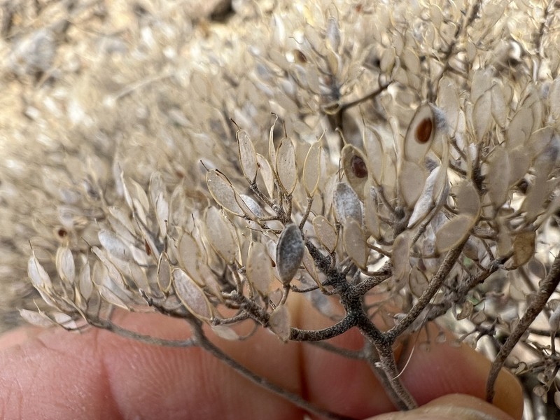 Odontarrhena anatolica photo 4