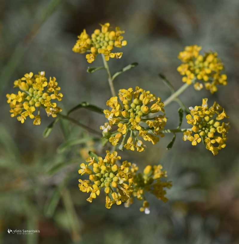 Odontarrhena baldaccii