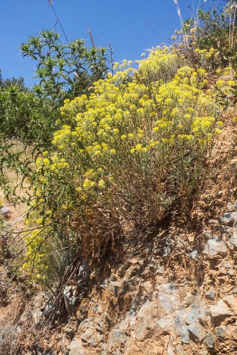 Odontarrhena baldaccii photo 2