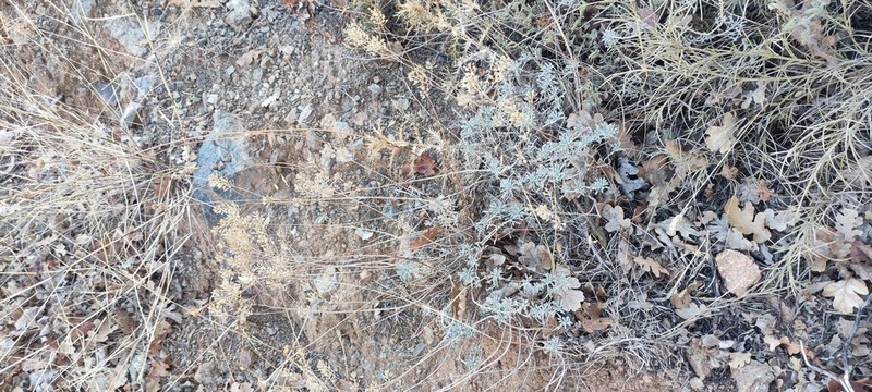 Odontarrhena baldaccii photo 3