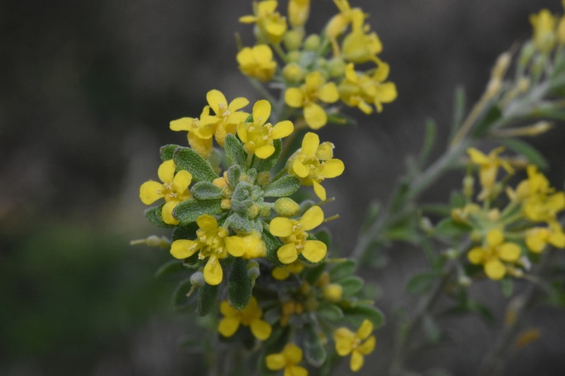 Odontarrhena baldaccii photo 5