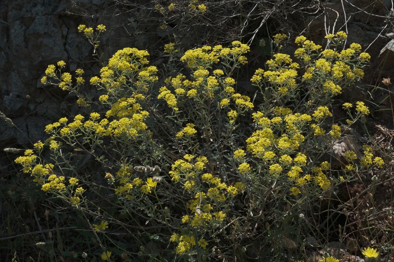 Odontarrhena baldaccii photo 7
