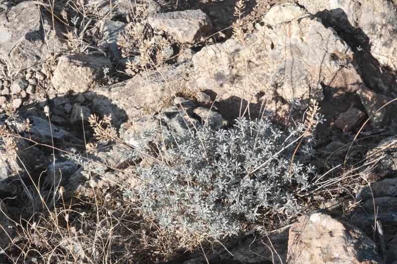 Odontarrhena baldaccii photo 8
