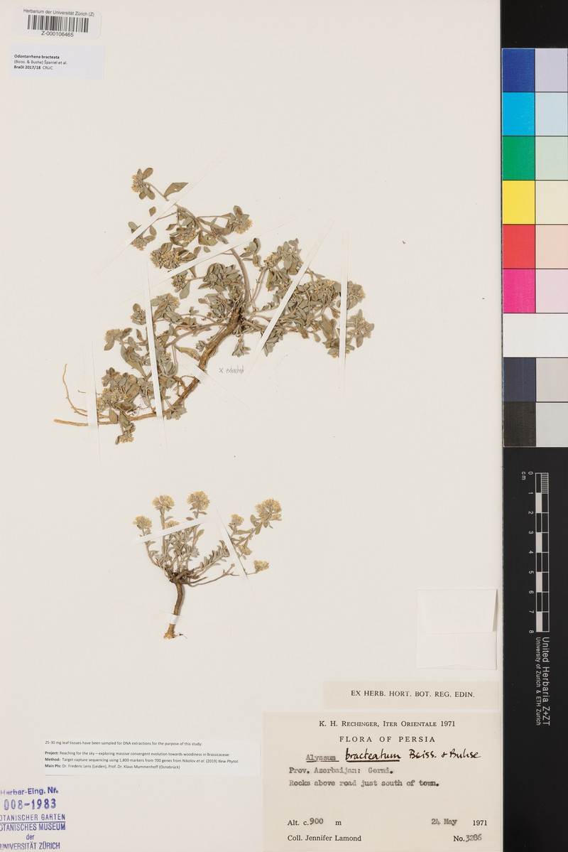 Odontarrhena bracteata
