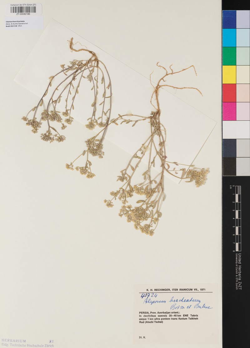 Odontarrhena bracteata photo 2