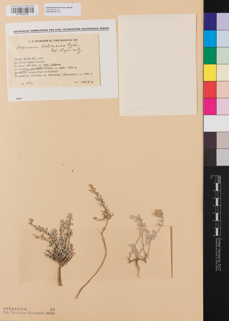 Odontarrhena caliacrae