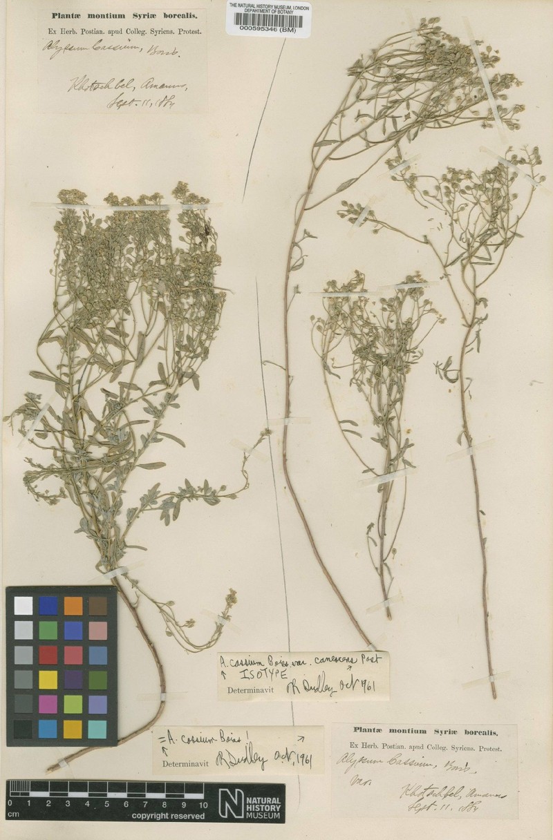 Odontarrhena cassia