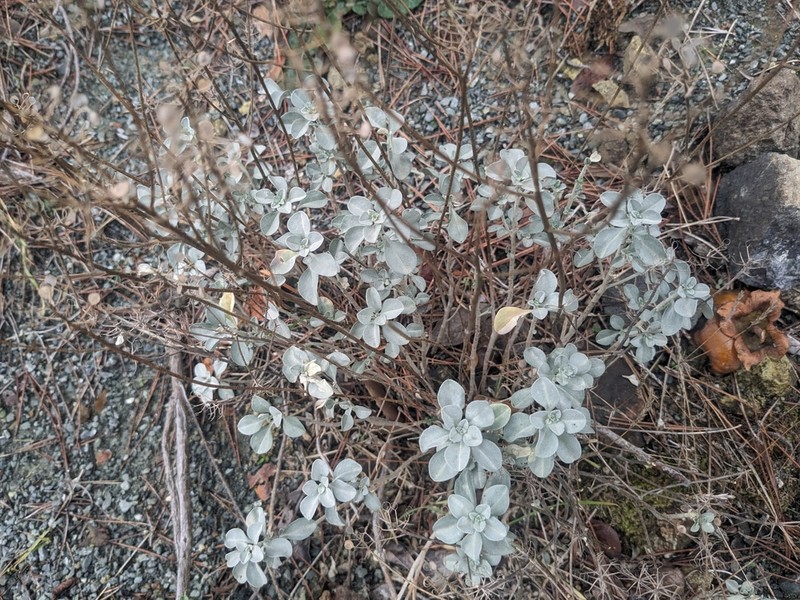 Odontarrhena chondrogyna photo 2
