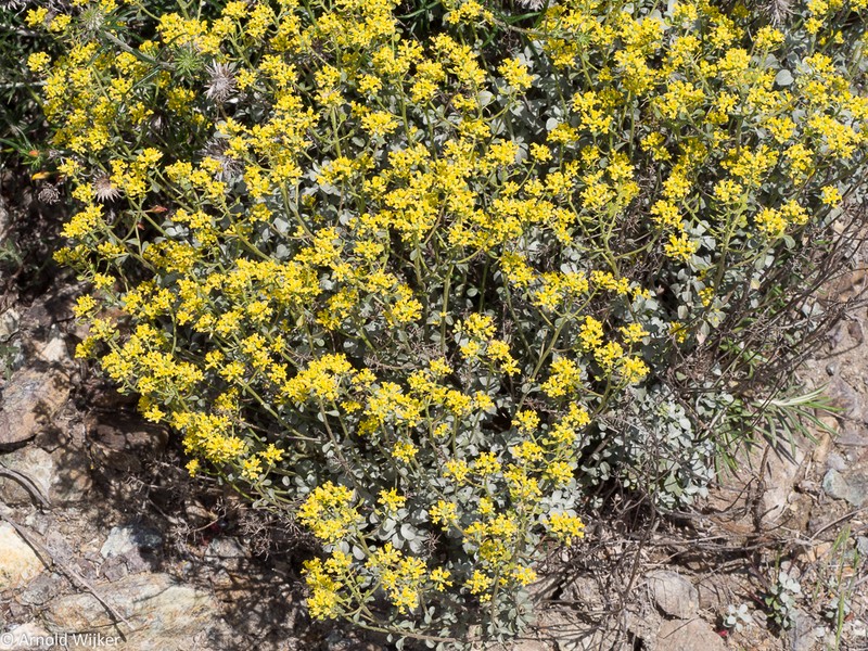 Odontarrhena chondrogyna photo 6