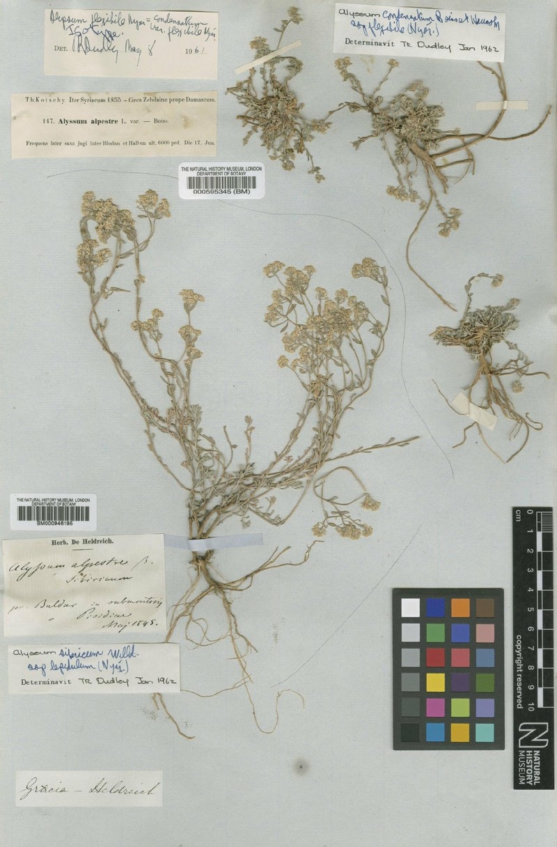 Odontarrhena condensata subsp. flexibilis