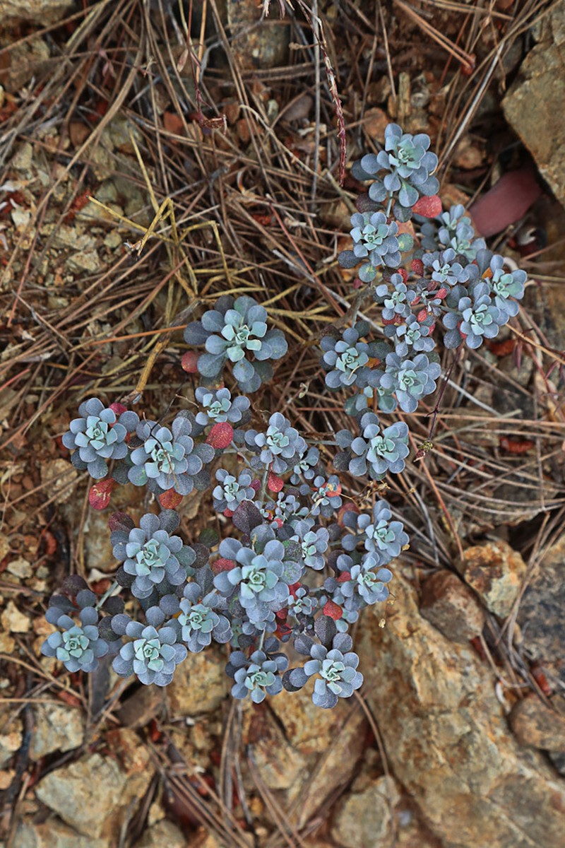 Odontarrhena corsica
