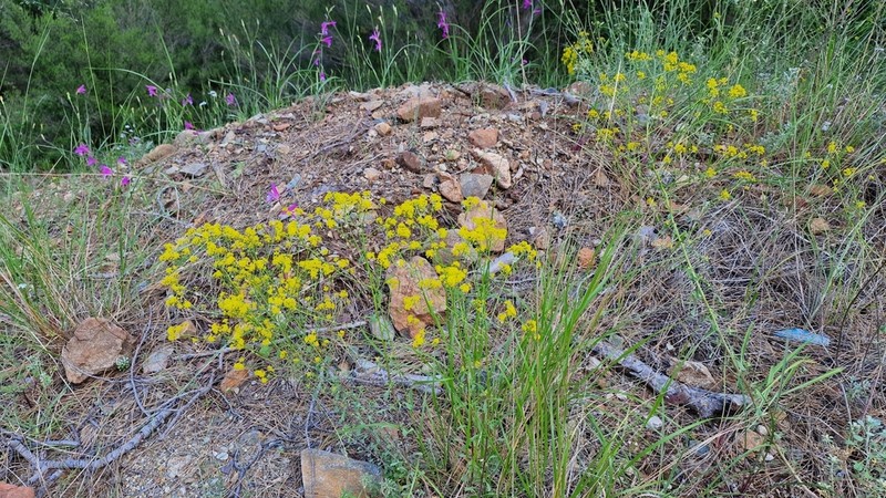 Odontarrhena corsica photo 3