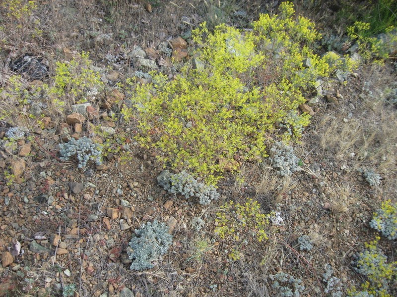 Odontarrhena corsica photo 4
