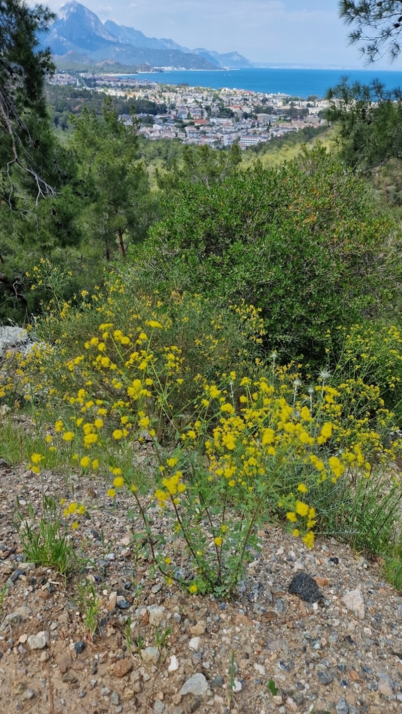 Odontarrhena corsica photo 5