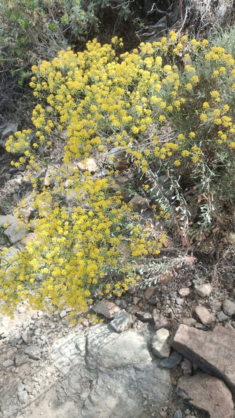 Odontarrhena corsica photo 6