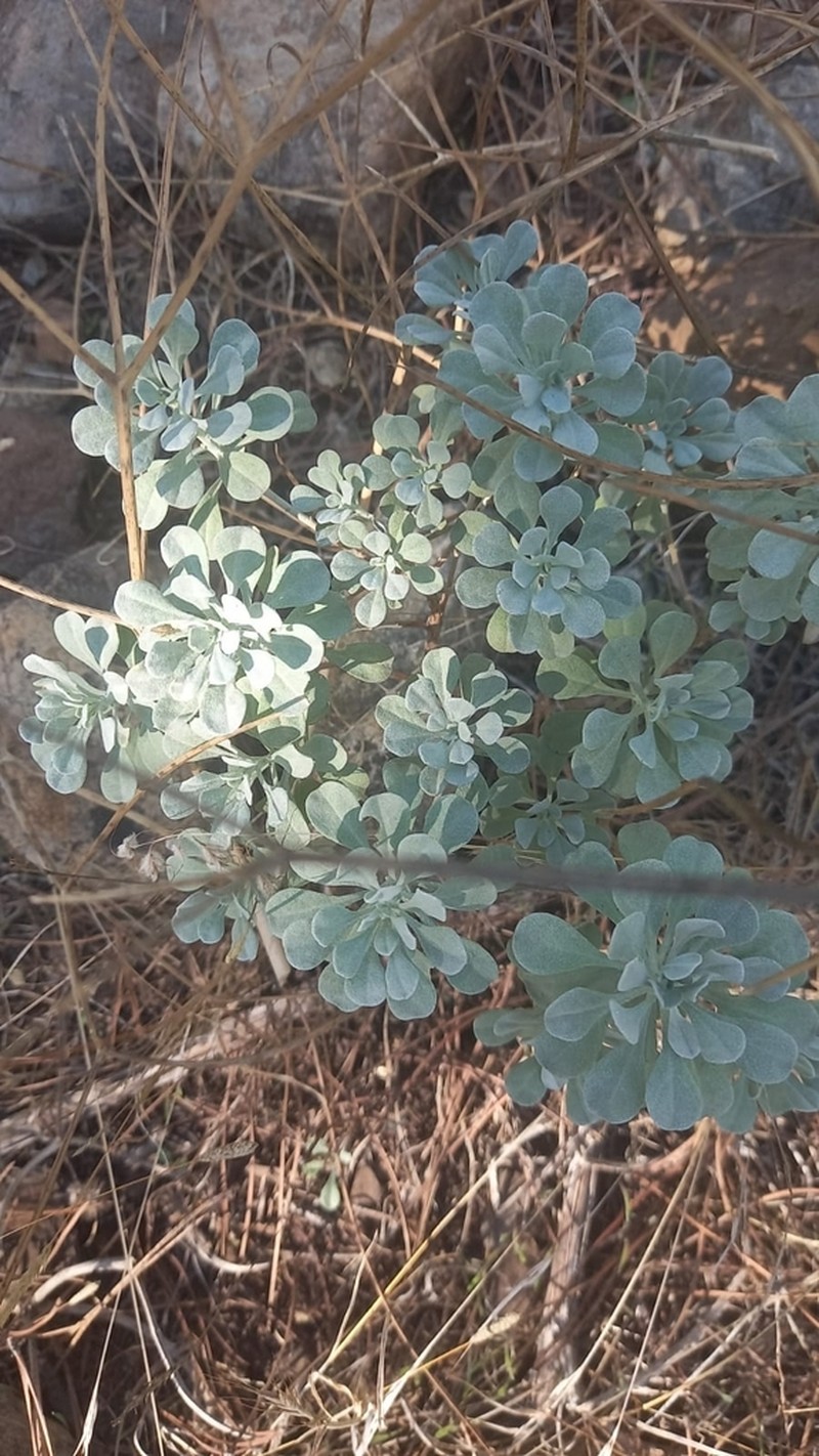 Odontarrhena corsica photo 7