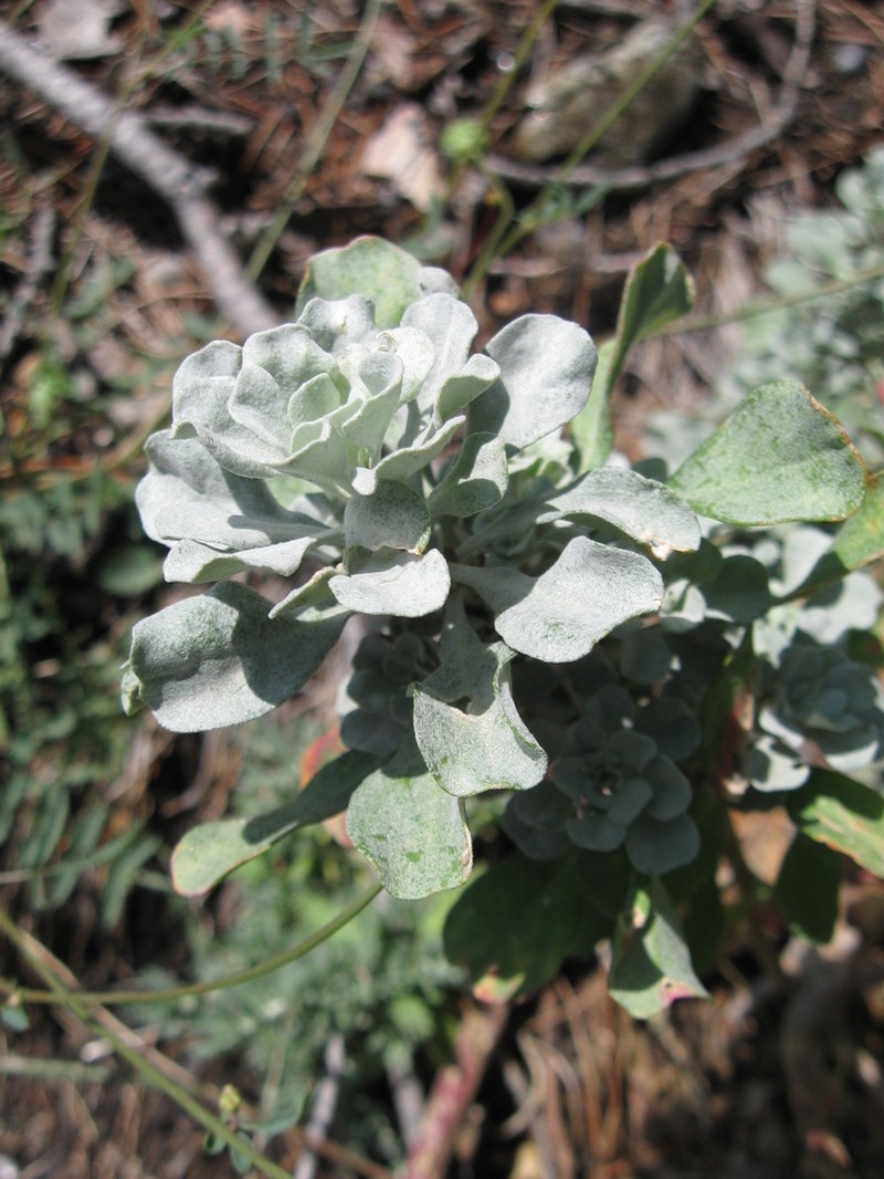 Odontarrhena corsica photo 8