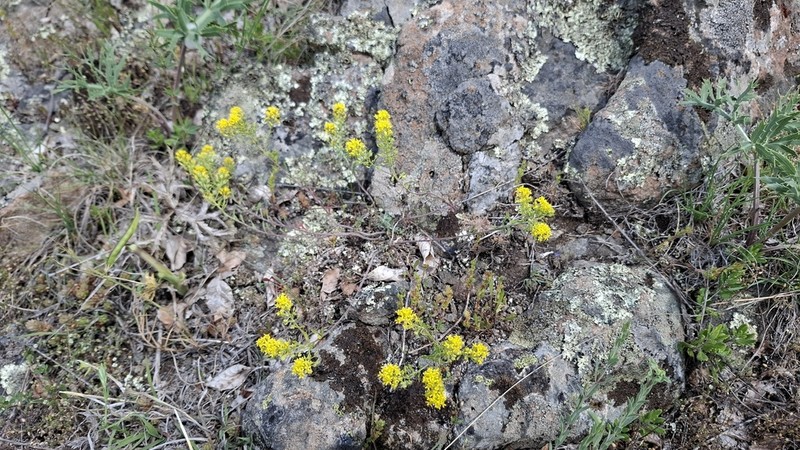 Odontarrhena corymbosoidea