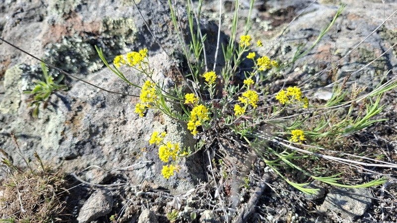 Odontarrhena corymbosoidea photo 2