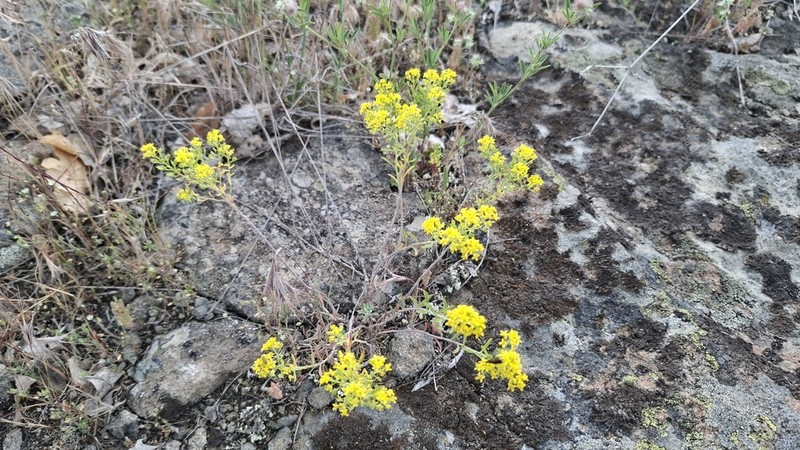 Odontarrhena corymbosoidea photo 3