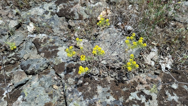 Odontarrhena corymbosoidea photo 4