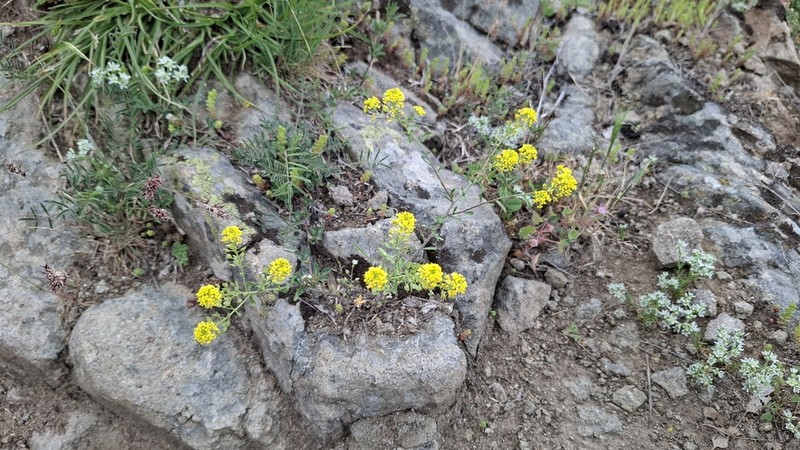 Odontarrhena corymbosoidea photo 5